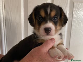 Welsh Corgi Cardigan dogs WELSH CARDIGAN CORGI BABIES - Advert 1