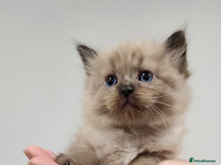 Ragdoll cats - Advert 5