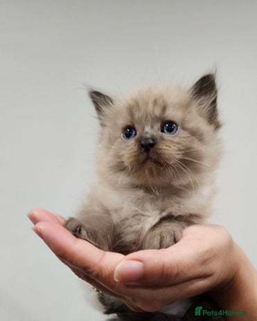 Ragdoll cats - Advert 1