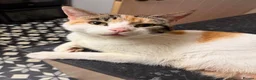 Mixed Breed cats for sale: Beautiful kittens  in Leeds - Advert 10