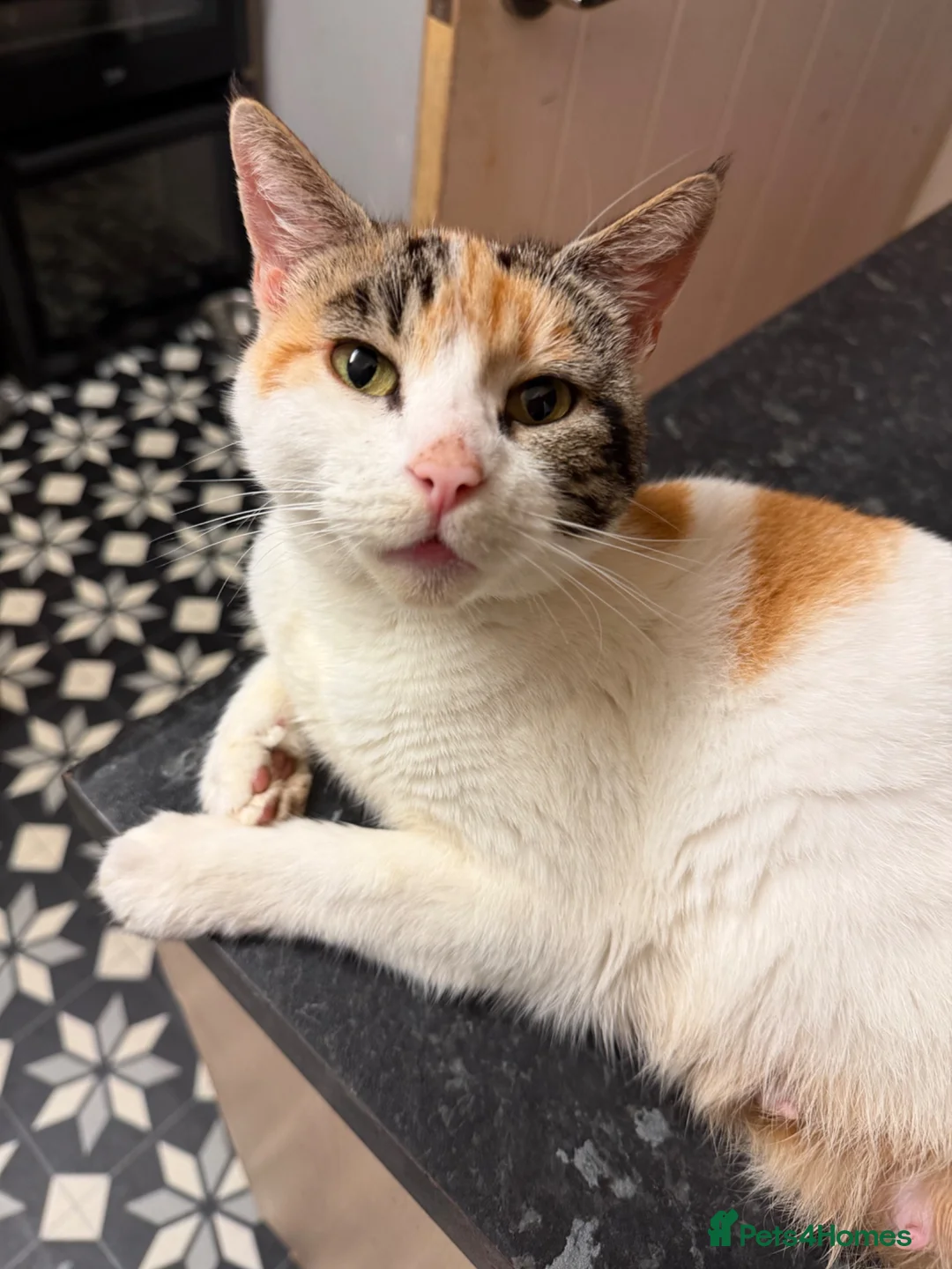 Mixed Breed cats for sale: Beautiful kittens  in Leeds - Advert 10