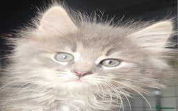 Siberian cats for sale: REGISTERED SIBERIAN KITTENS  - Image 3