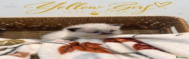 Ragdoll 4