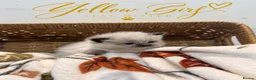 Ragdoll cats for sale: ✨ STUNNING GCCF RAGDOLL BABIES ✨ - Advert 5