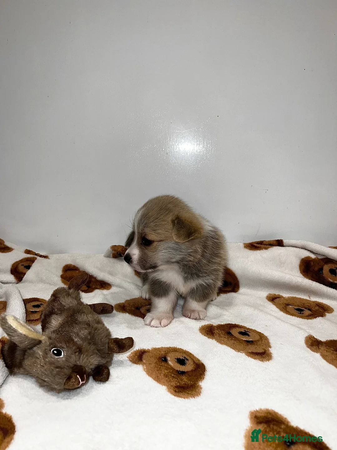 Welsh Corgi Pembroke dogs for sale: Welsh Pembroke corgi - Advert 4