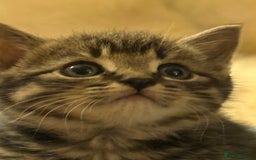 Mixed Breed cats for sale: Beutiful, Kittens Raised to Highest Standard - Image 1