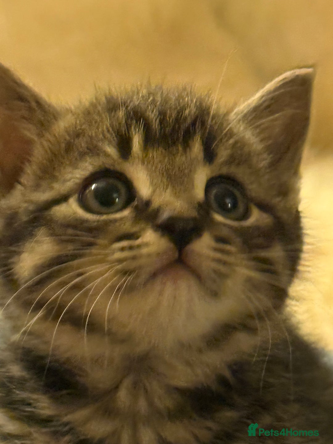 Mixed Breed cats for sale: Beutiful, Kittens Raised to Highest Standard - Image 1