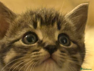 Mixed Breed cats for sale - Advert 1