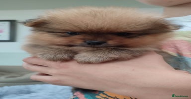Pomeranian dogs - Advert 11