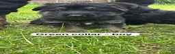 German Shepherd dogs for sale: Beautiful German shepherd pups  - Advert 6