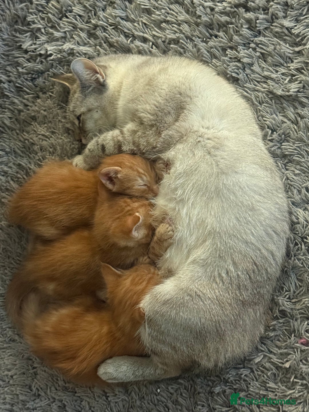 Maine Coon cats for sale: Ginger kittens - Advert 14