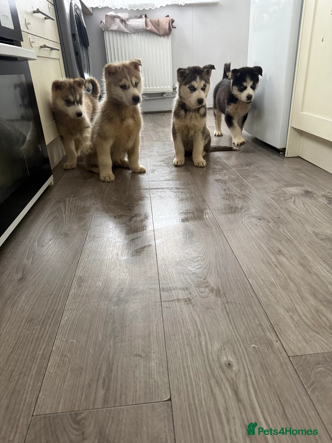 Siberian Husky dogs for sale: Puppies Siberian Huskies  - Advert 2