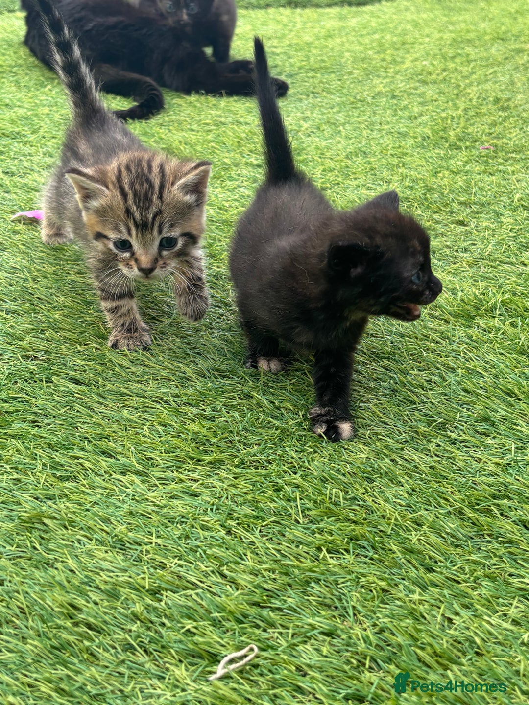 Mixed Breed cats for sale: Kittens ready to leave  - Image 6