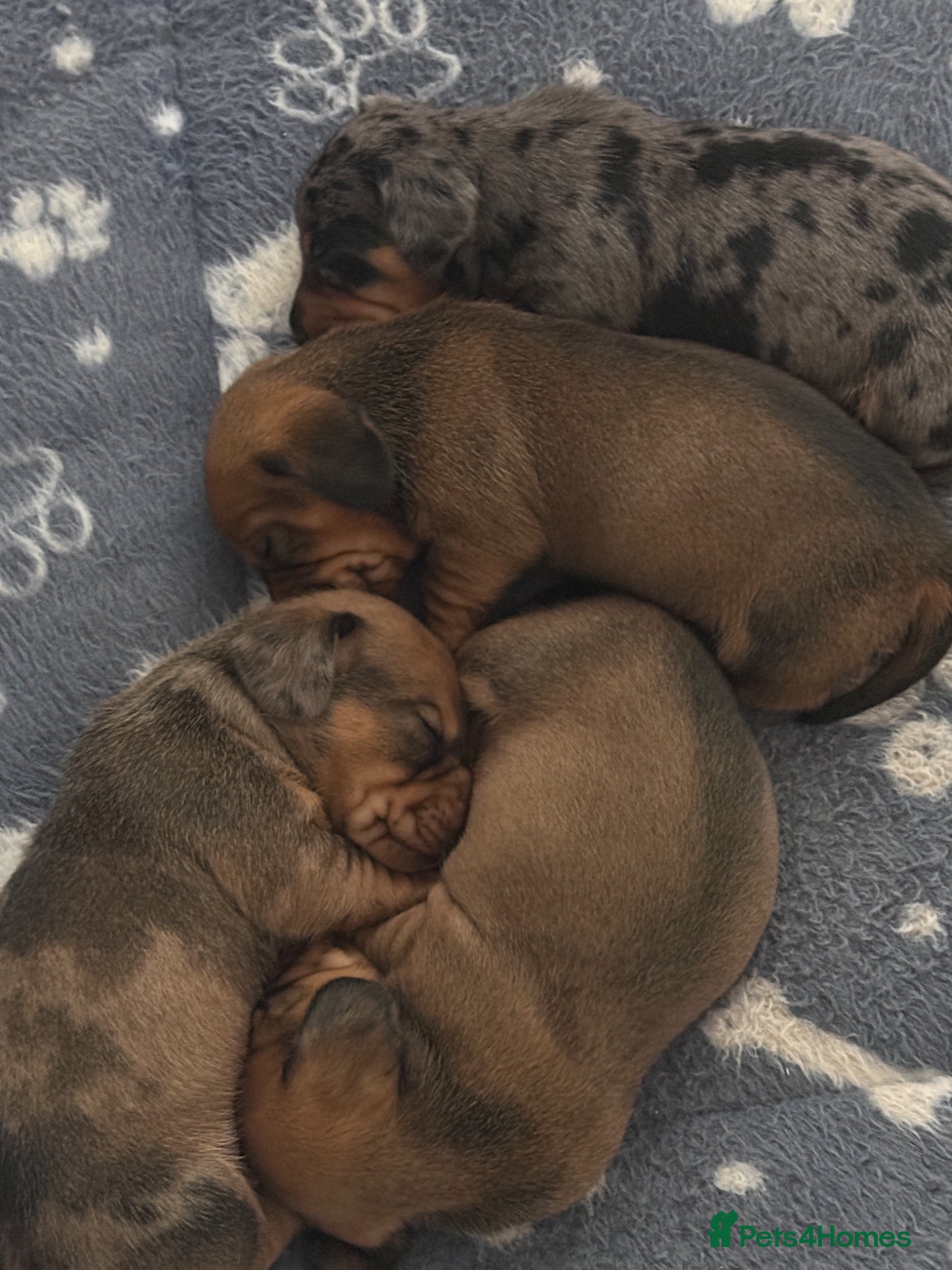 Miniature Dachshund dogs for sale: Beautiful dachshund pups only 2 left - Advert 10