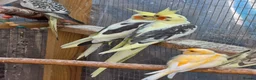 Cockatiels birds for sale: Beautiful cockatiels for sale - Advert 4