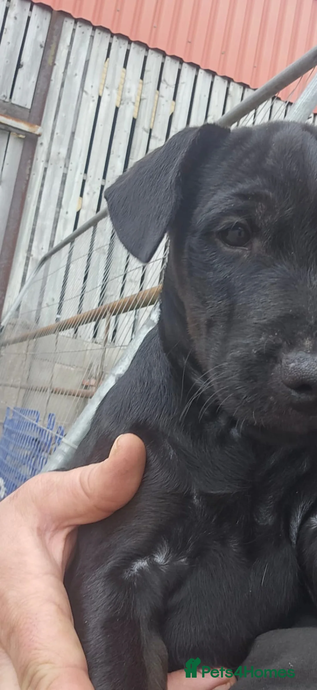 Mixed Breed dogs for sale: 12 week old PUP - Advert 3