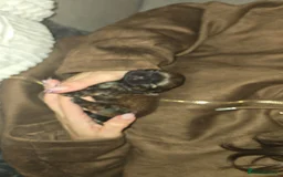 Shih Tzu dogs for sale: Adorable shih tzu  - Advert 5