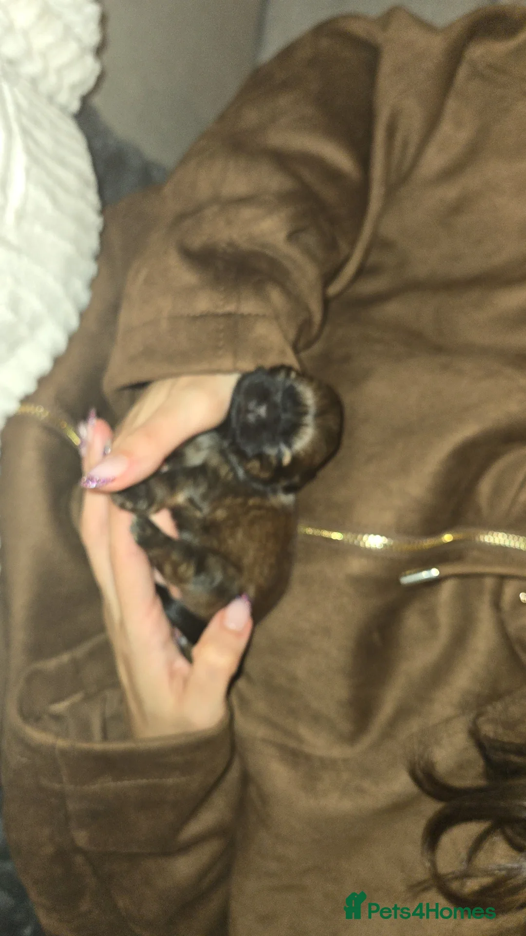 Shih Tzu dogs for sale: Adorable shih tzu  - Advert 5