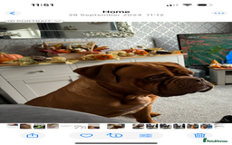 Dogue De Bordeaux dogs for stud: Dogue de Bordeaux for stud - Image 6