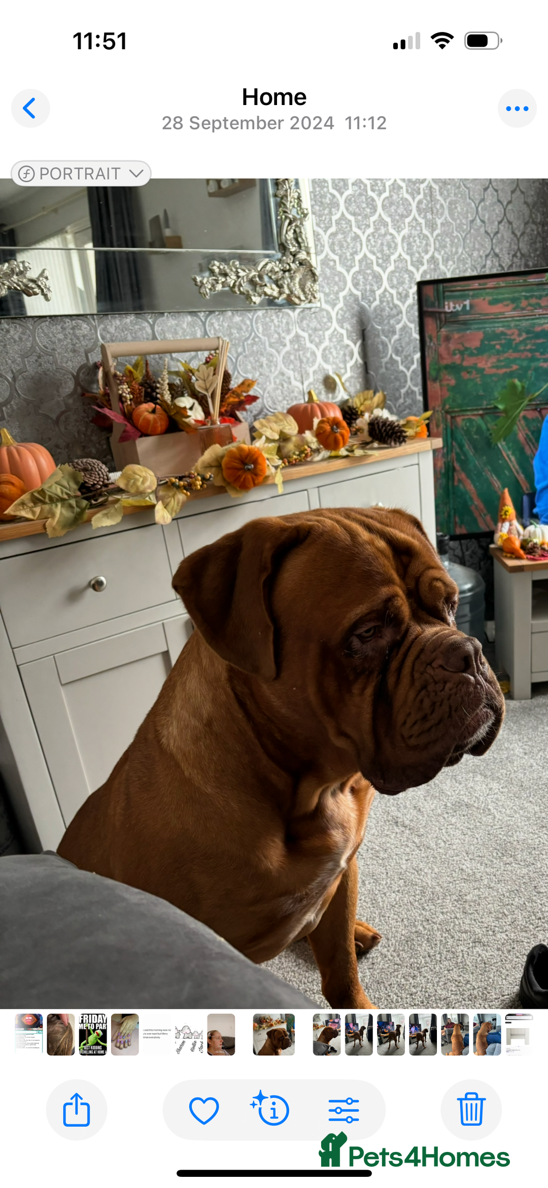 Dogue De Bordeaux dogs for stud: Dogue de Bordeaux for stud - Image 6