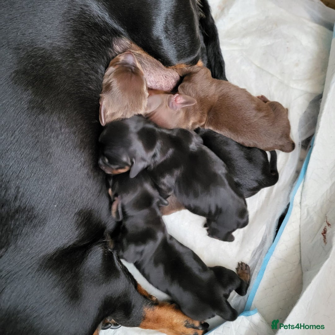 Dachshund dogs for sale: Wonderful dachshund puppies  - Advert 4