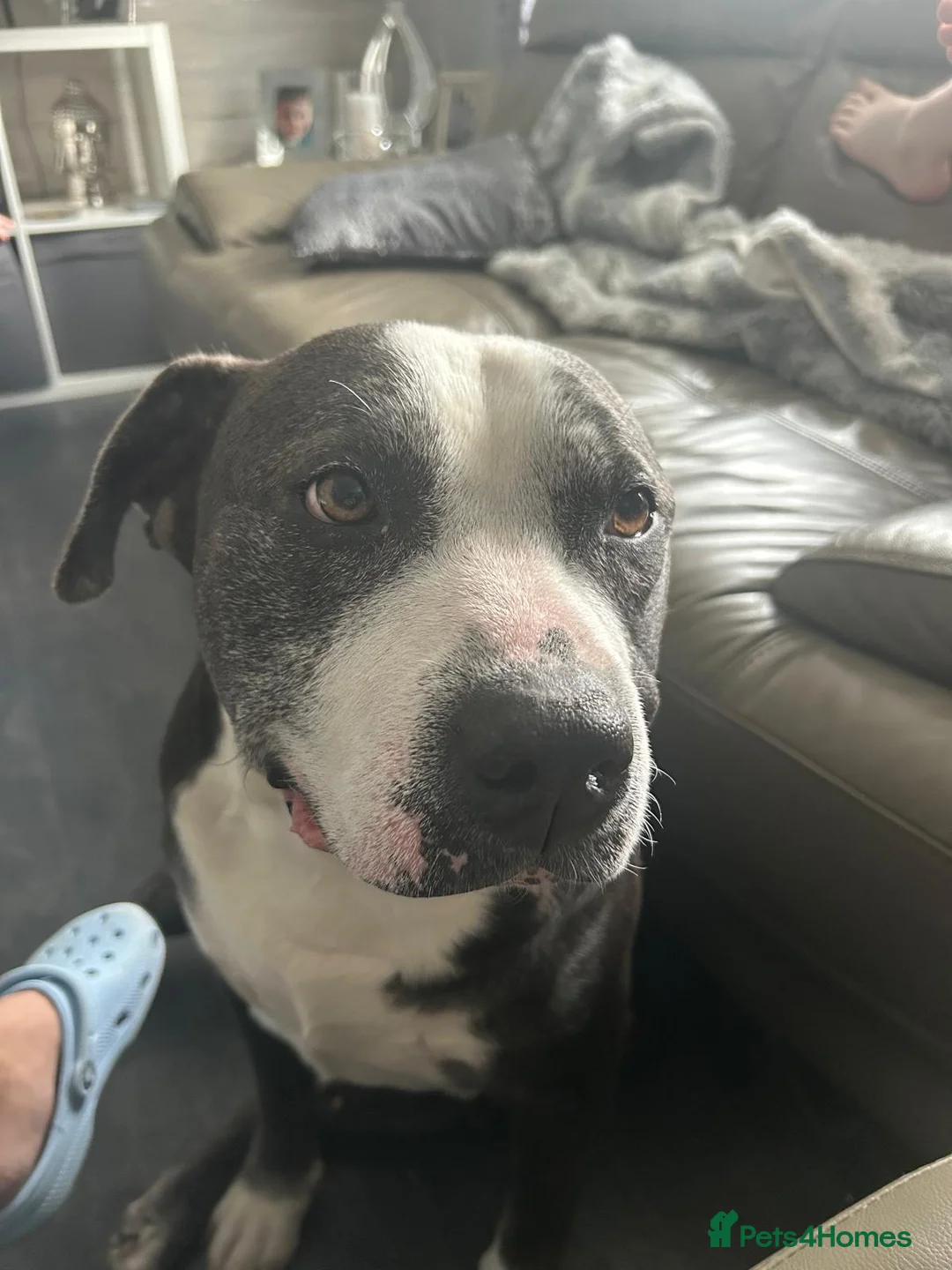 Mixed Breed dogs for sale: Tyson, soft bulldog/boxer in Blackburn - Advert 2