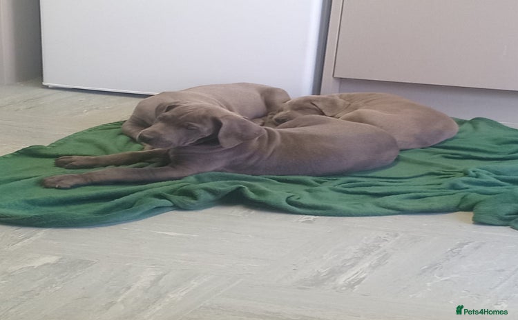 Great Dane dogs Blue Great Dane puppies - Advert 4