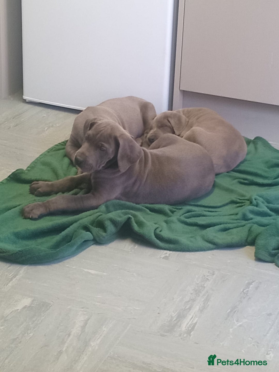 Great Dane dogs for sale: Blue Great Dane puppies - Advert 6