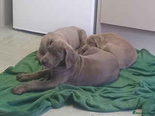 Great Dane dogs Blue Great Dane puppies - Advert 4