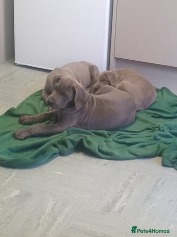 Great Dane dogs Blue Great Dane puppies - Advert 4