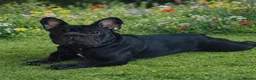 French Bulldog dogs for stud: French Bulldog Stud 🔥 in Dunfermline - Advert 10