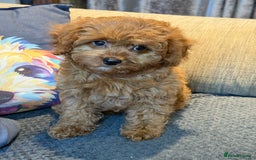 Cavapoo dogs for sale: F1 stunning red Cavapoo girl  fully vaccinated  - Image 2