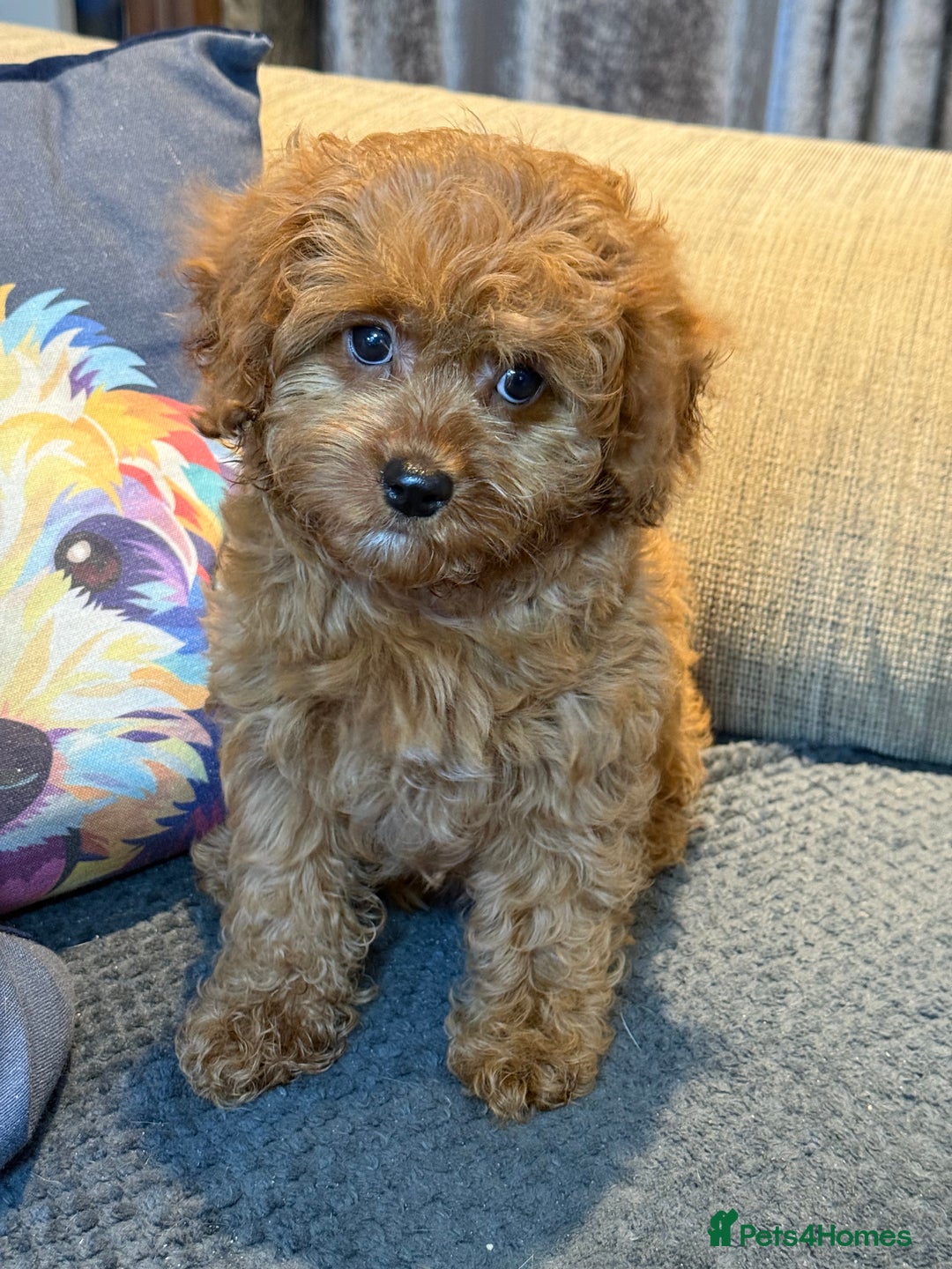 Cavapoo dogs for sale: F1 stunning red Cavapoo girl  fully vaccinated  - Image 2