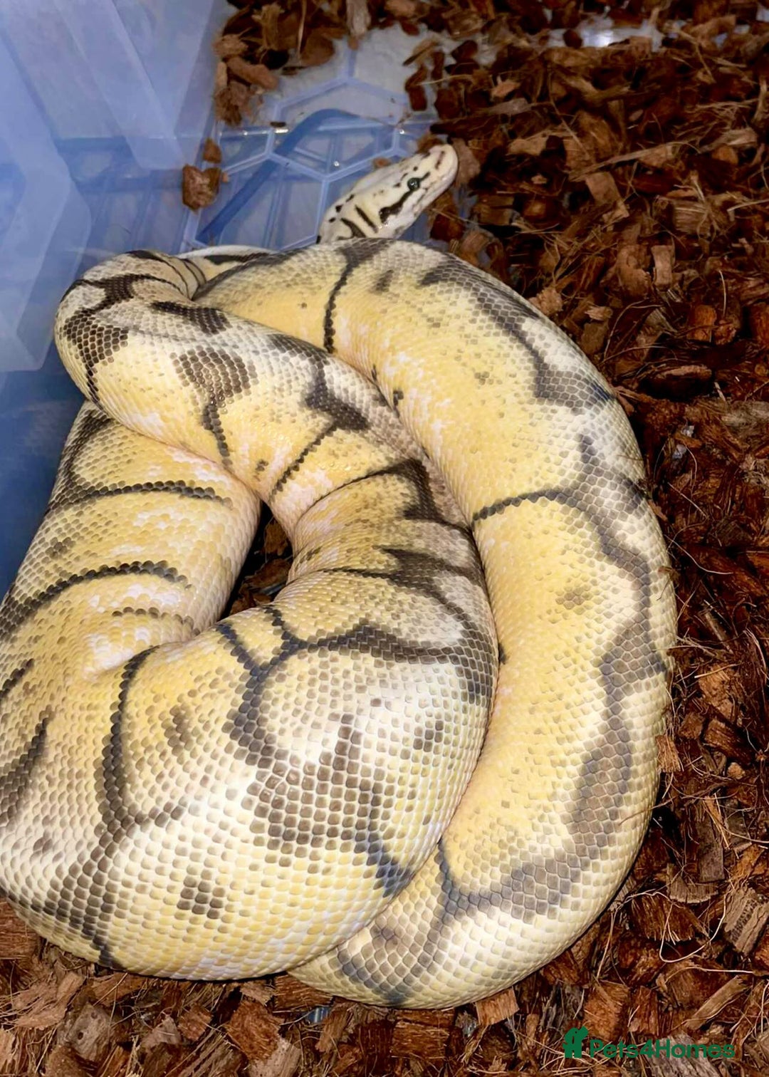 Python Snake reptiles for sale: Two pythons  - Image 6