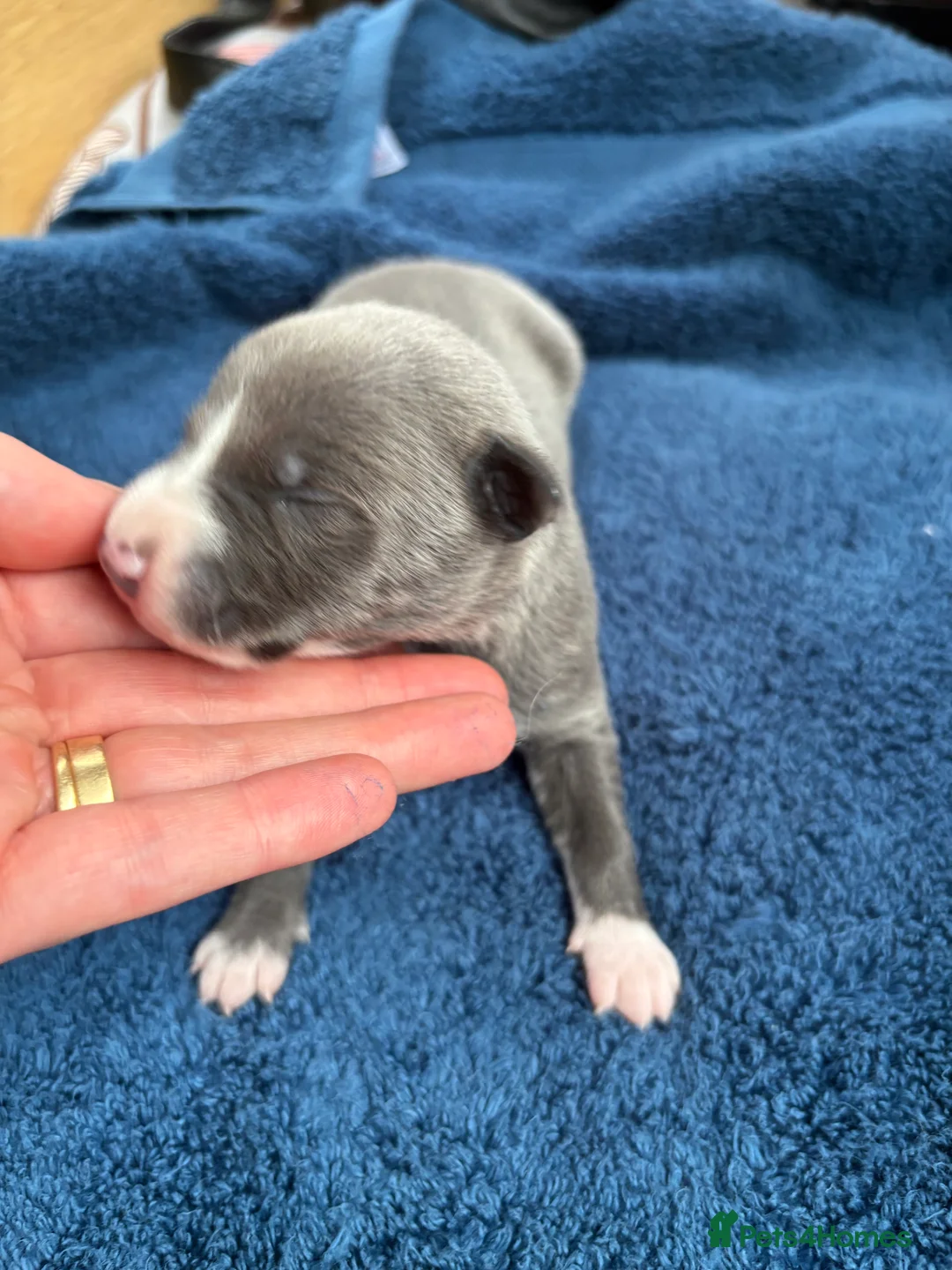Whippet dogs for sale: 💕⭐️KC WHIPPET PUPS⭐️ 💕 - Advert 20
