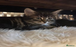 Ragdoll cats for sale: Beautiful Half Ragdoll Kittens - Image 6