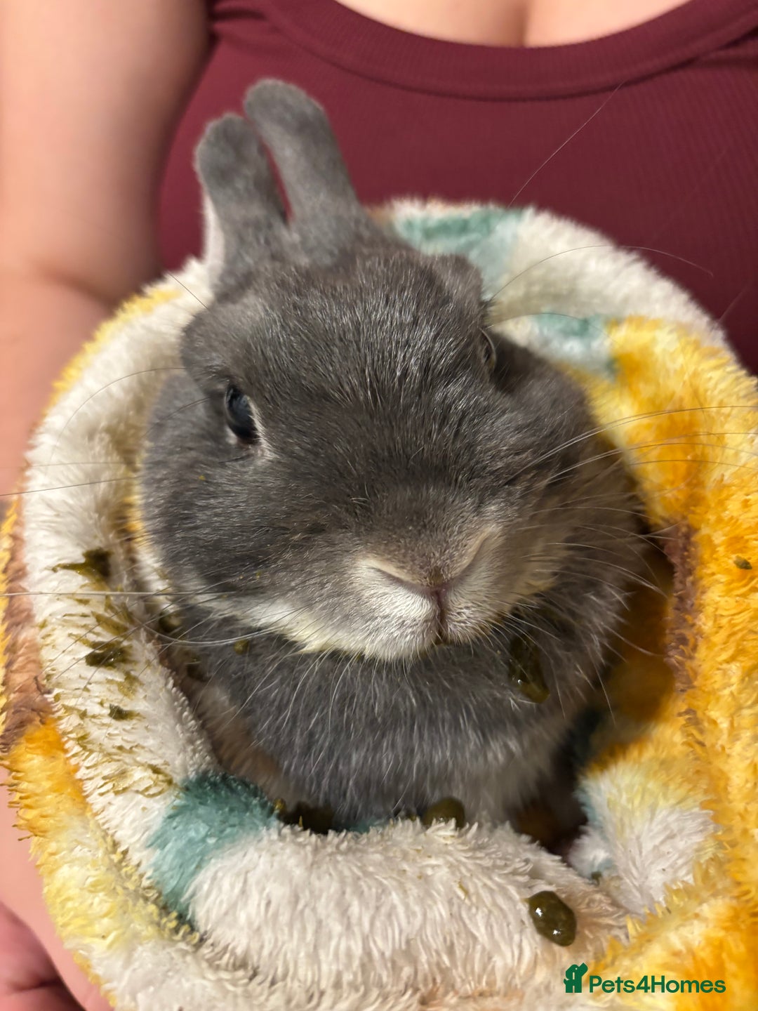 Netherland Dwarf rabbits for sale: Mini dwarf rabbit  - Image 2