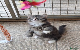 Siberian cats for sale: Stunning litter of Siberian x kittens - Image 10