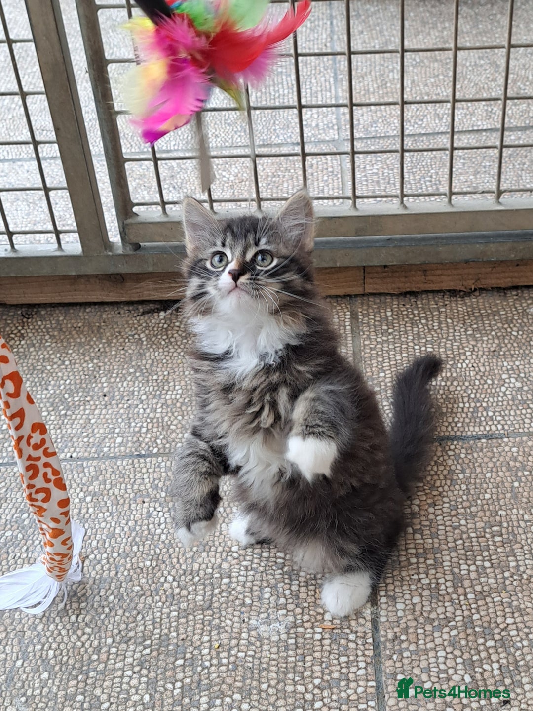 Siberian cats for sale: Stunning litter of Siberian x kittens - Image 10
