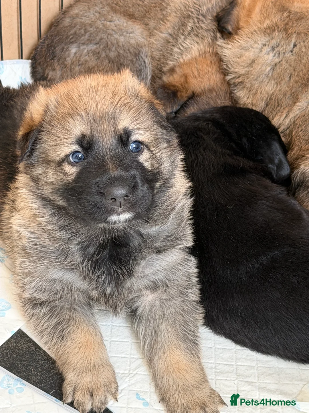 Mixed Breed dogs for sale: ALL RESERVED German Shepherd x Belgian Malinois  - Advert 2