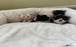 Mixed Breed cats for sale: Lovely playful kittens  - Image 15