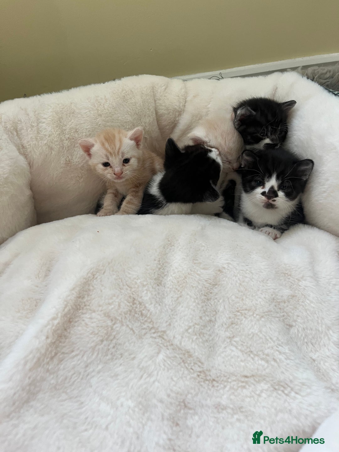 Mixed Breed cats for sale: Lovely playful kittens  - Image 15