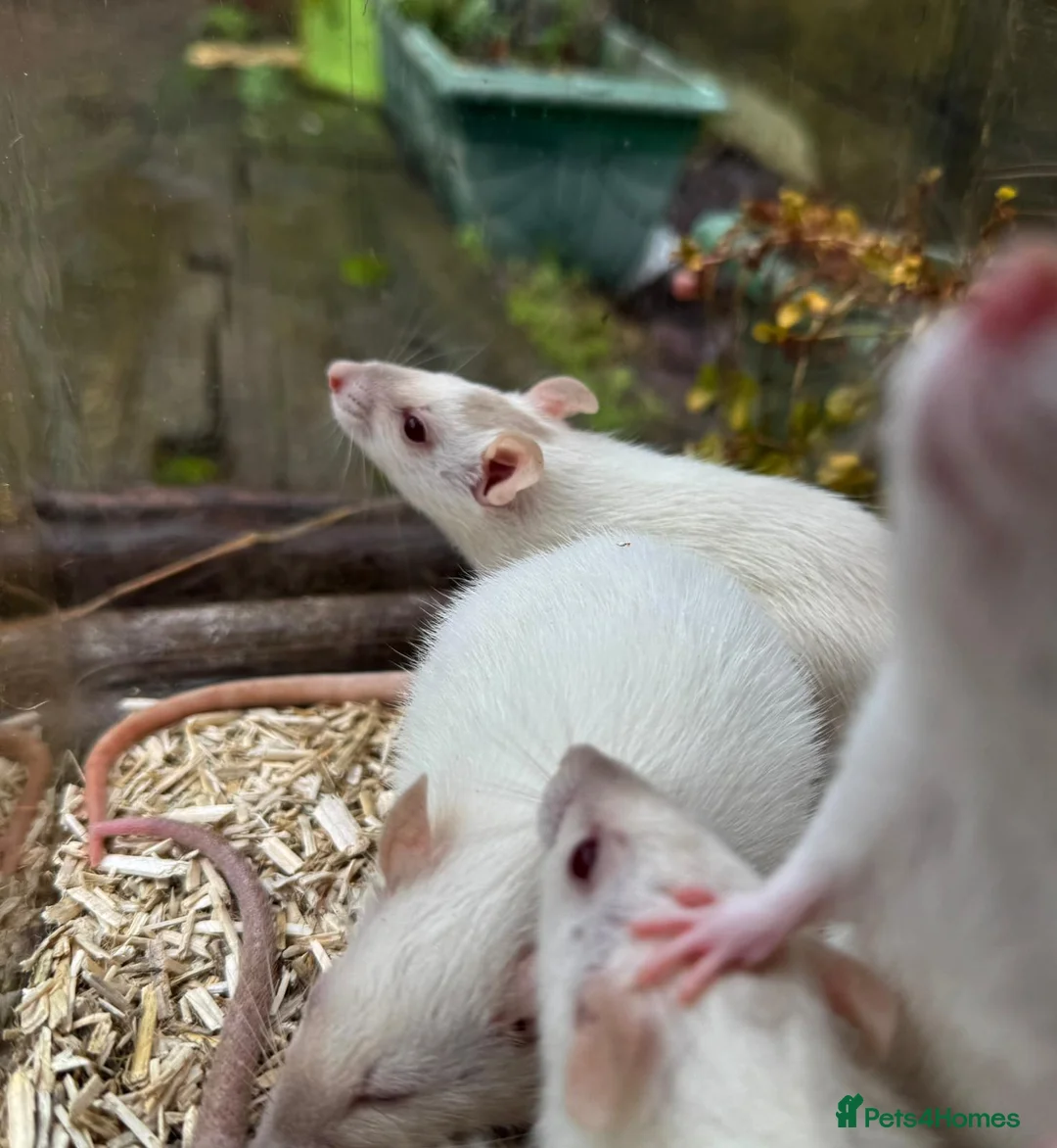 Rat rodents for sale: Gorgeous baby rats dwarf and full size Sheffield - Advert 10