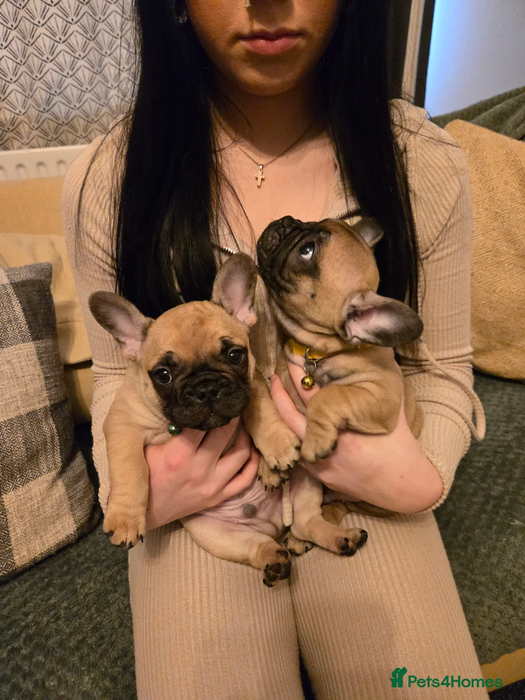 French Bulldog dogs for sale: French bulldog puppies.  - Advert 27