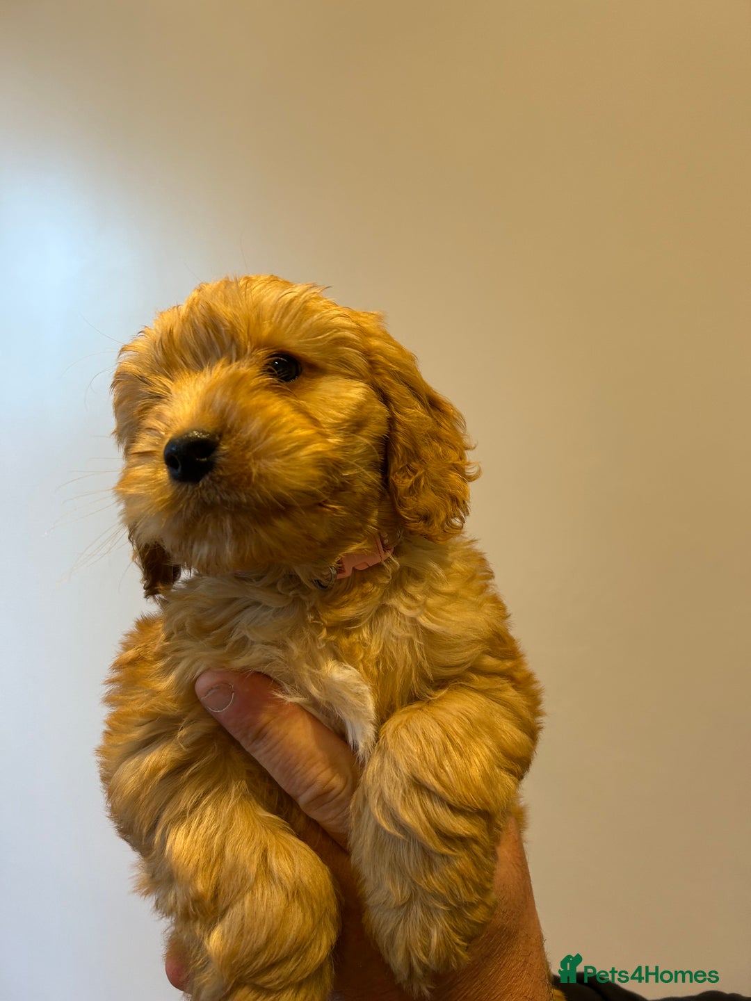 Cockapoo dogs for sale: Cockapoo puppies f1 gorgeous little babys - Advert 15