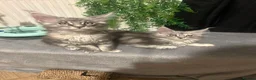 Maine Coon cats for sale: Maine coon babies  - Advert 16
