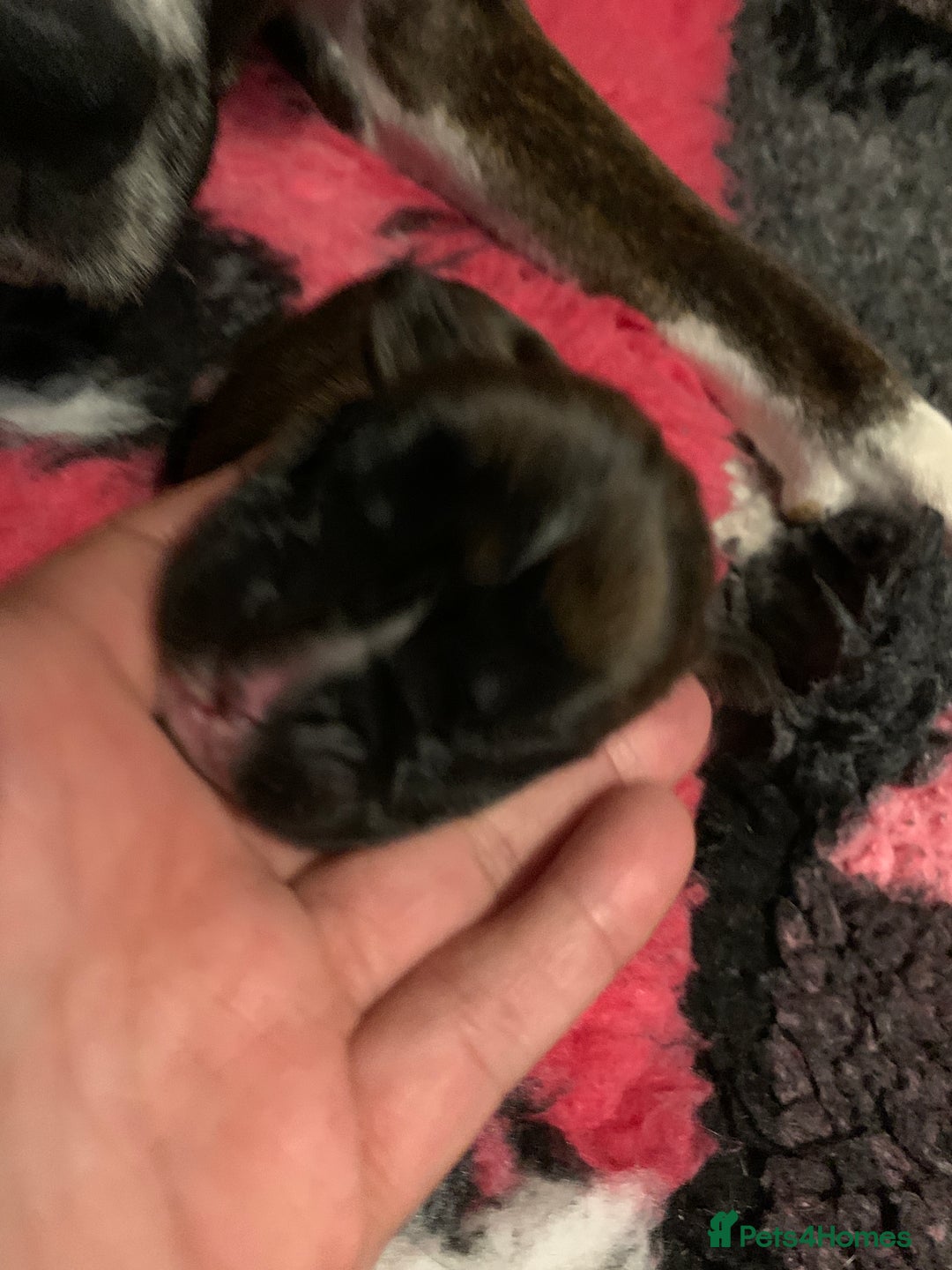 Boxer dogs for sale: KC registered Boxer Puppies - Image 17