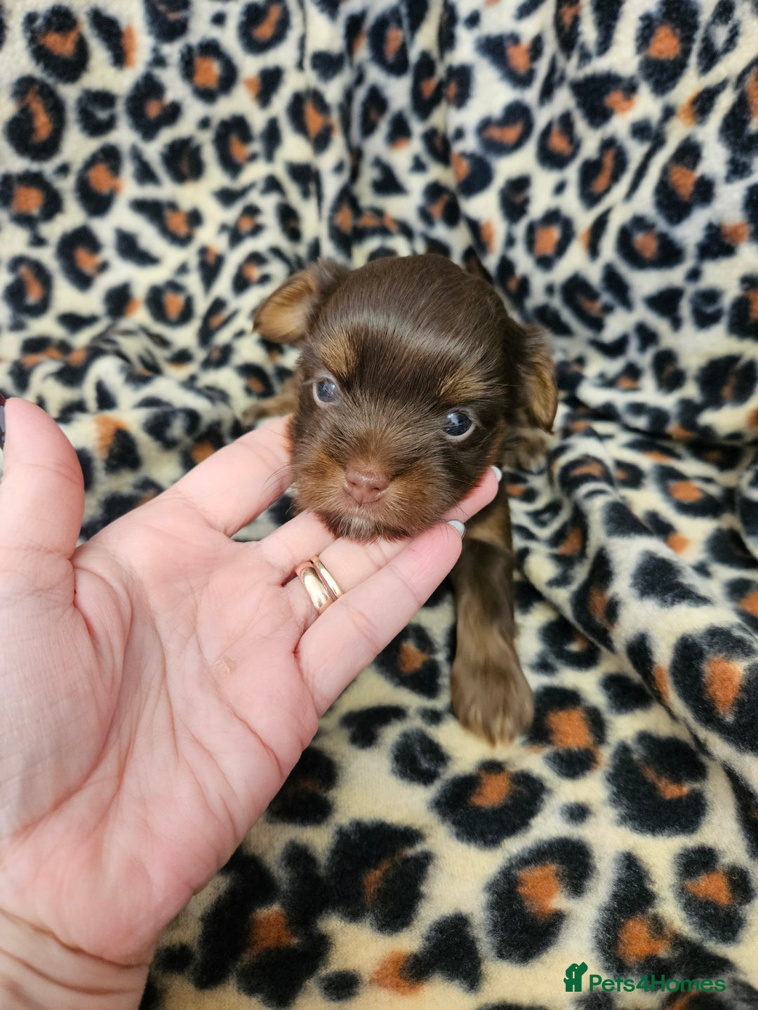 Yorkshire Terrier dogs for sale: 🤎 DNA tested parents 🤎 Yorkie puppies  - Advert 25