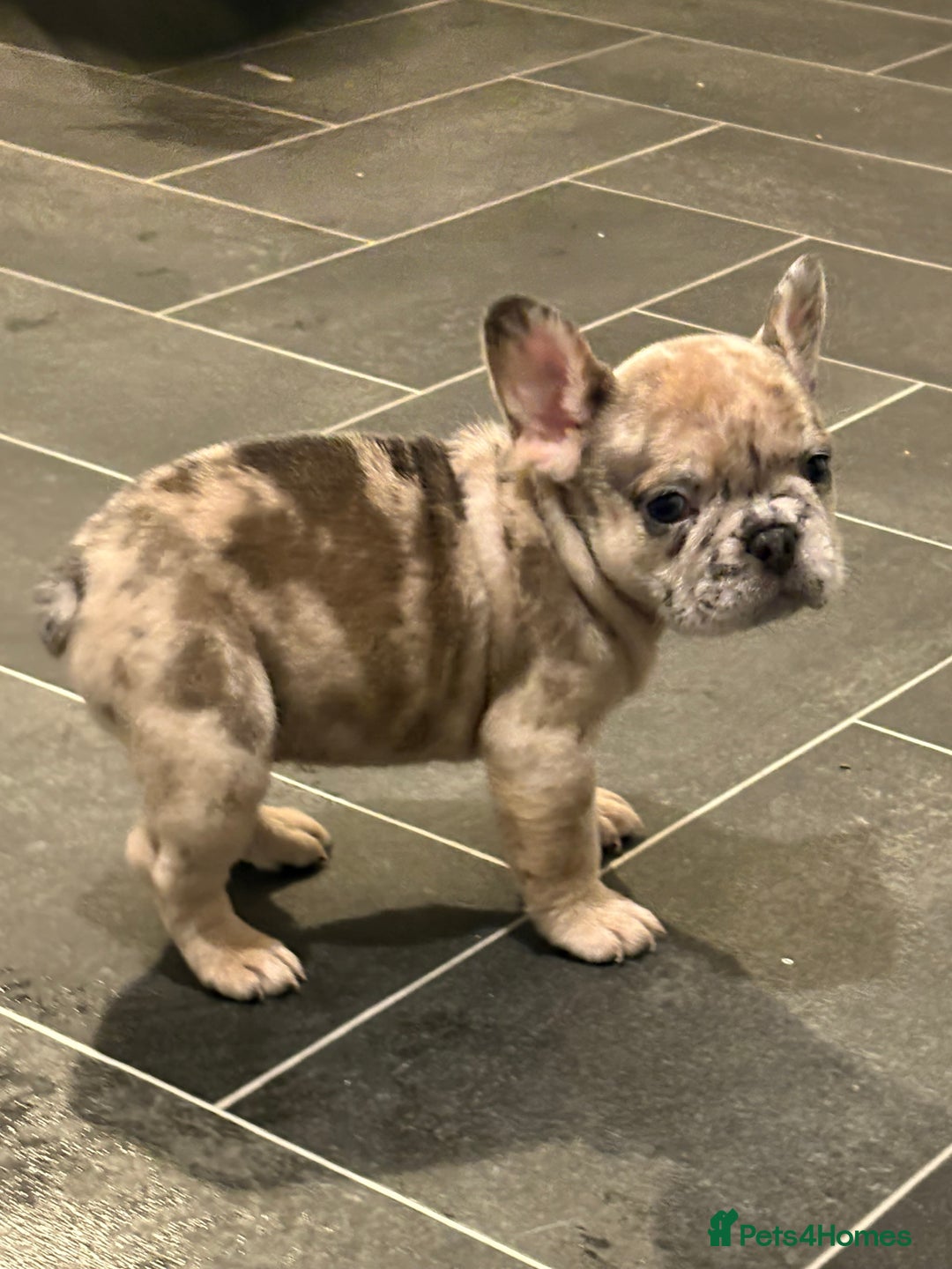 French Bulldog dogs for sale: *REDUCED* READY TO LEAVE French bulldogs  - Advert 14