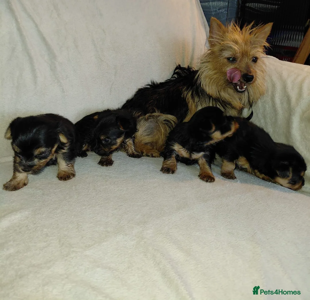 Yorkshire Terrier dogs for sale: Yorkshire Terrier INDIVIDUAL HEALTH CERTIFICATE in Poole - Advert 22